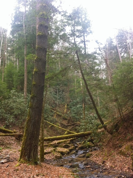 Buck Trail - 7